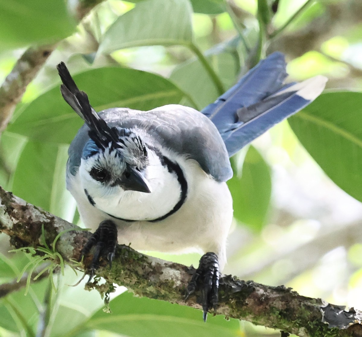 White-throated Magpie-Jay - ML618378914
