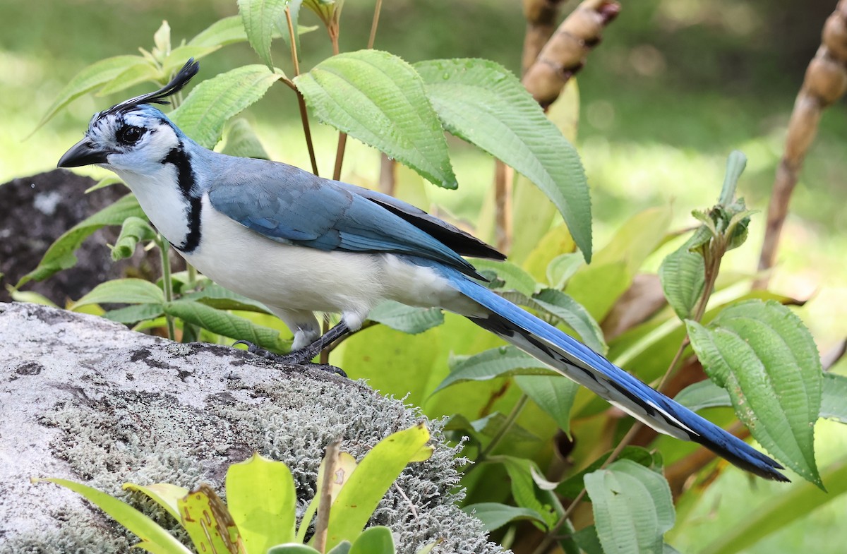 White-throated Magpie-Jay - ML618378915