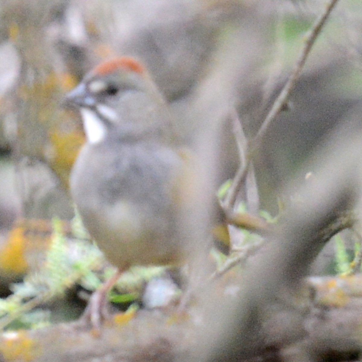 Green-tailed Towhee - T Reed