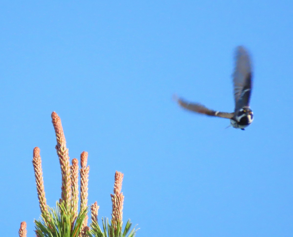 Black-throated Gray Warbler - ML618378928