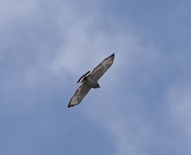 Broad-winged Hawk - ML618378938