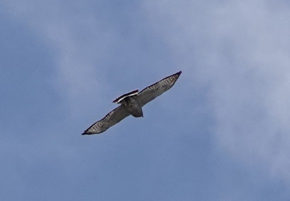 Broad-winged Hawk - ML618378941