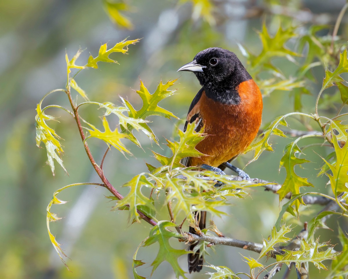 Orchard Oriole - ML618378949