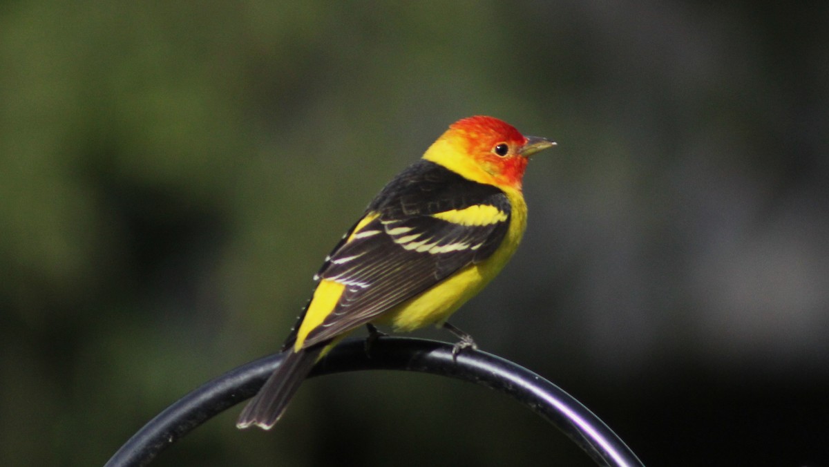 Western Tanager - ML618378958