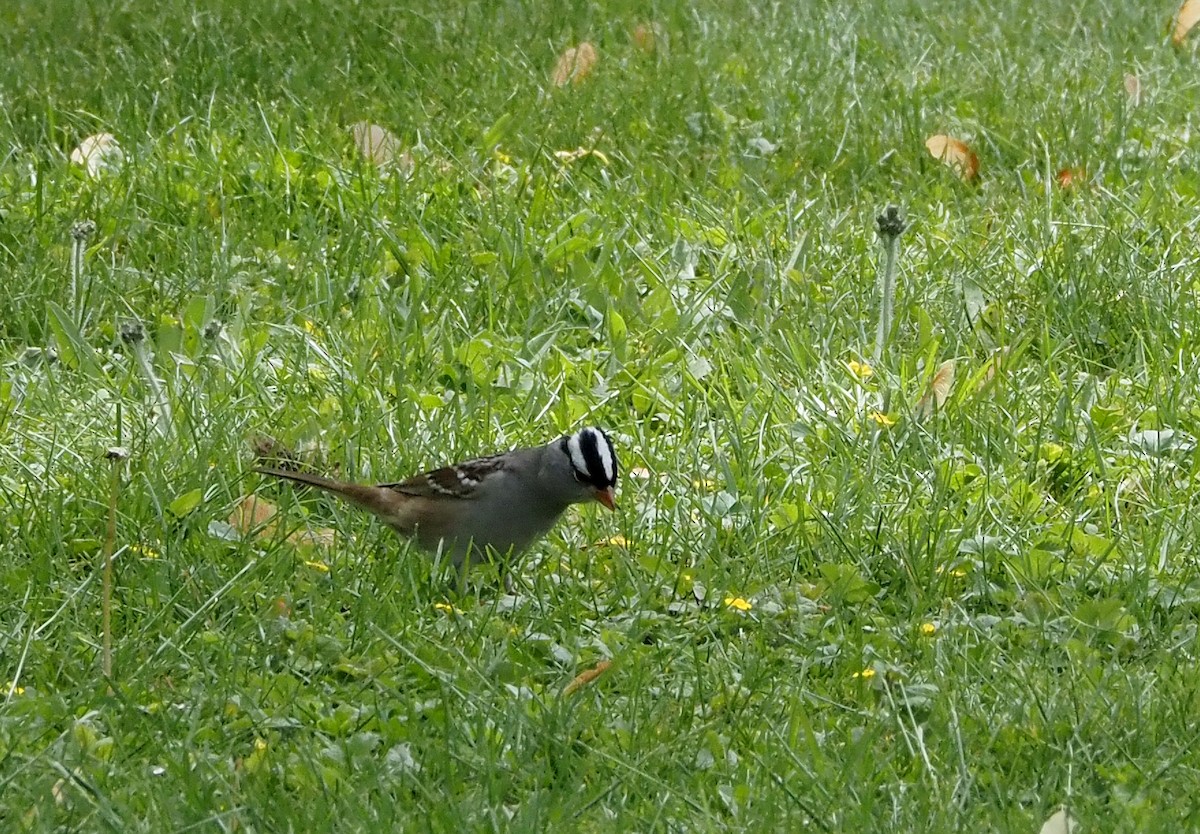 White-crowned Sparrow - ML618378972