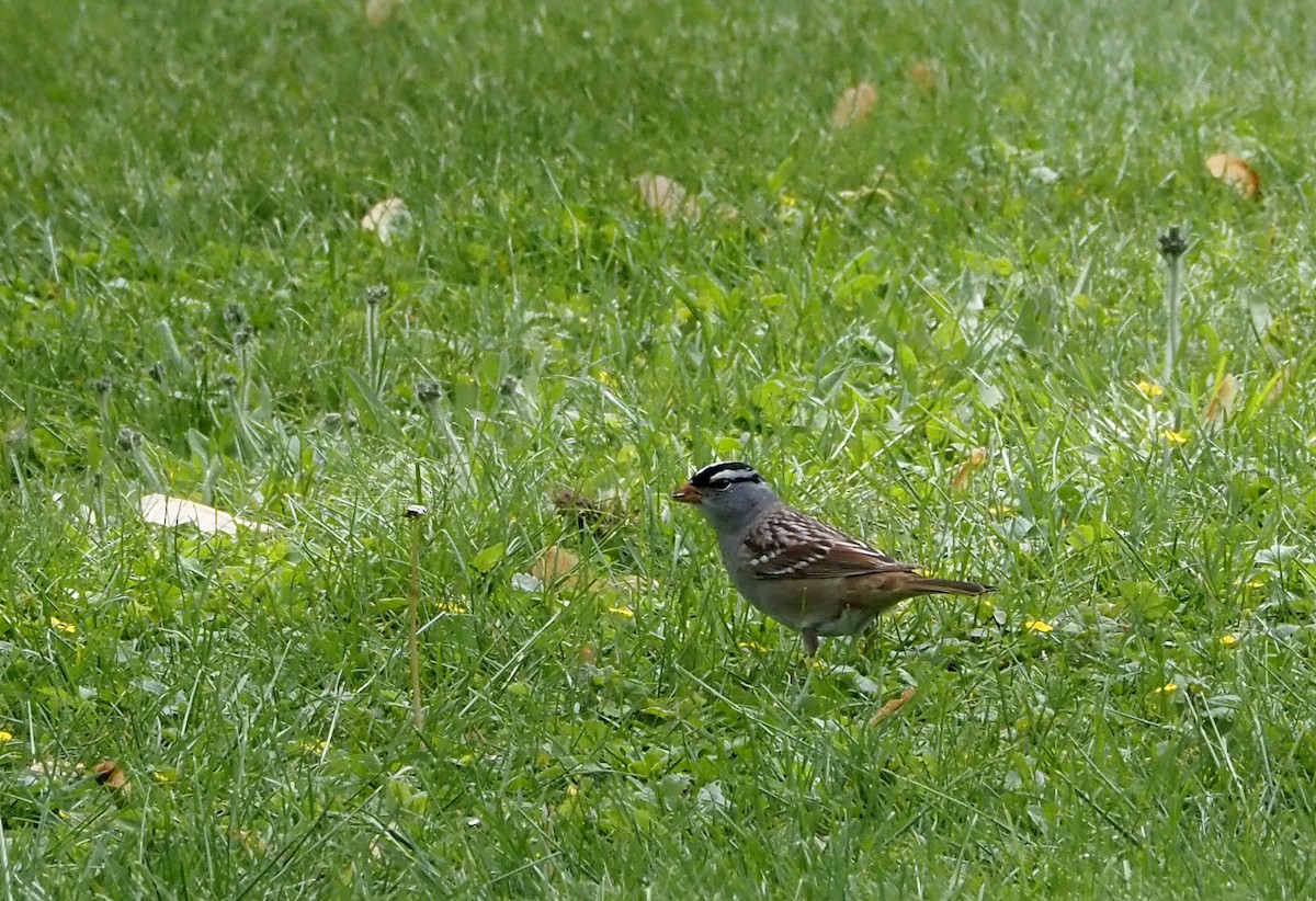 White-crowned Sparrow - ML618378973