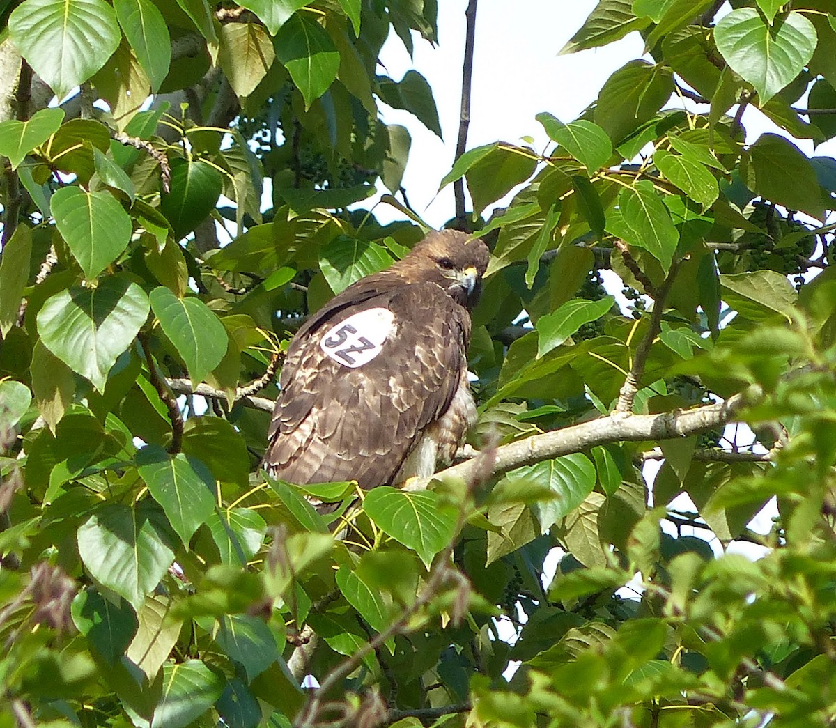 Red-tailed Hawk - ML618378988