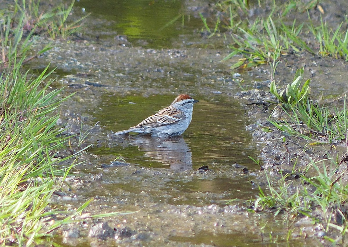 Chipping Sparrow - ML618379005