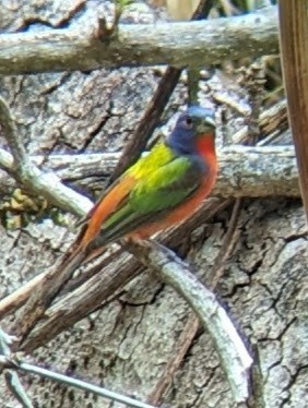 Painted Bunting - ML618379022