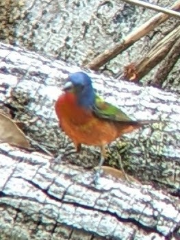 Painted Bunting - ML618379023