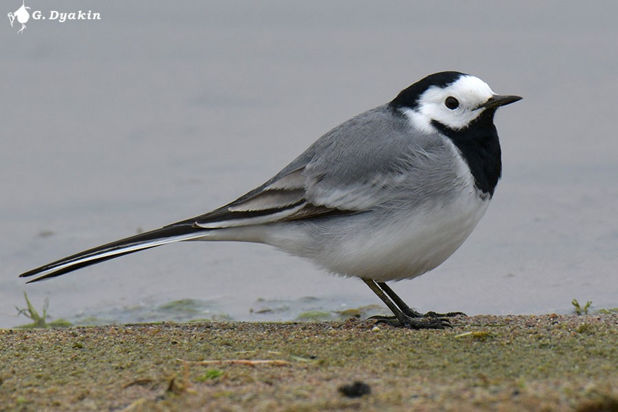 White Wagtail (White-faced) - ML618379035