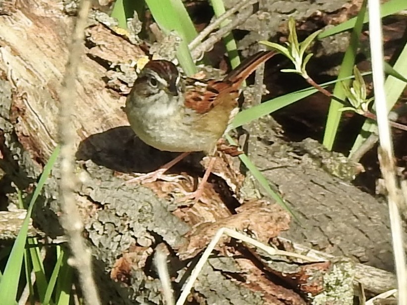 Swamp Sparrow - ML618379039