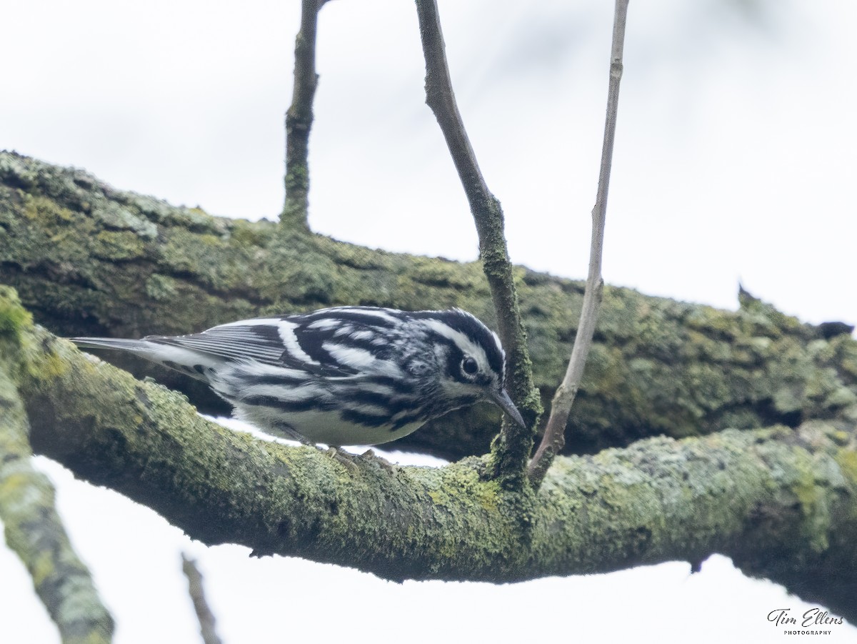Black-and-white Warbler - ML618379062