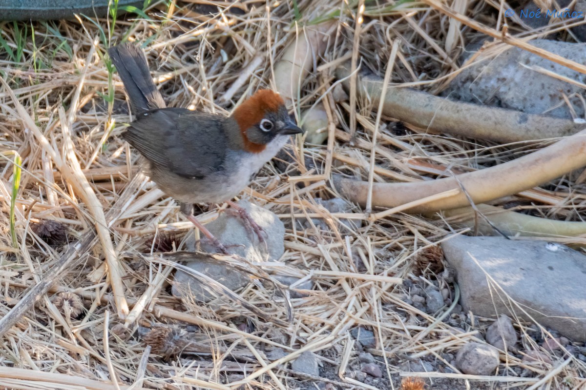 Rusty-crowned Ground-Sparrow - Noé Muñoz-Padilla