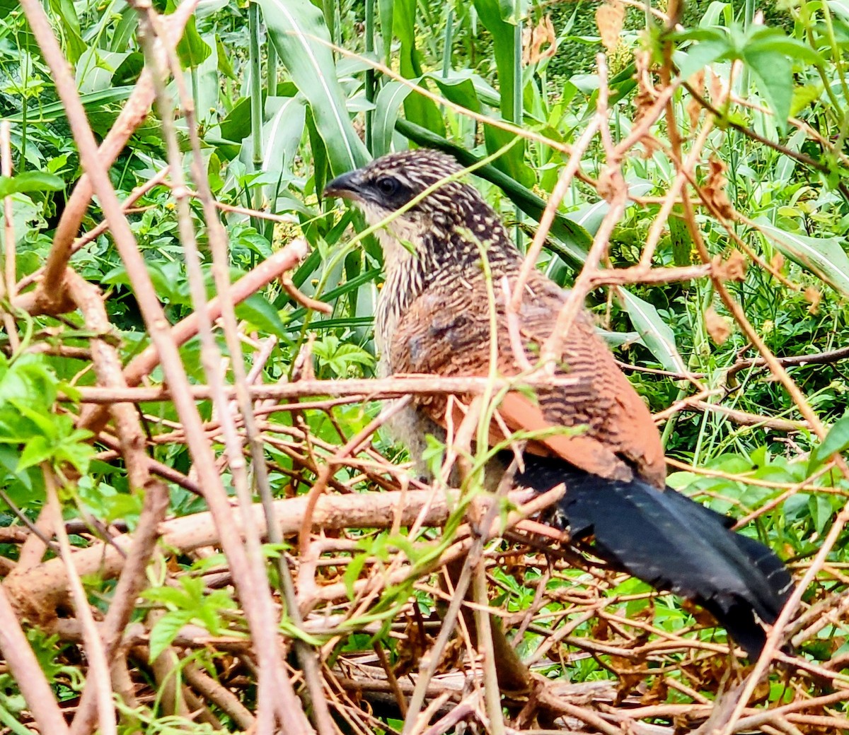 White-browed Coucal - ML618379074