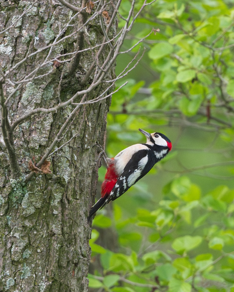 Great Spotted Woodpecker - ML618379093