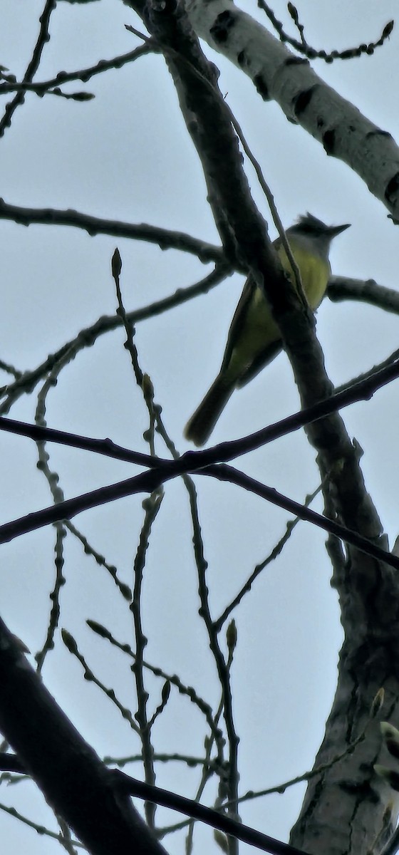 Great Crested Flycatcher - ML618379095