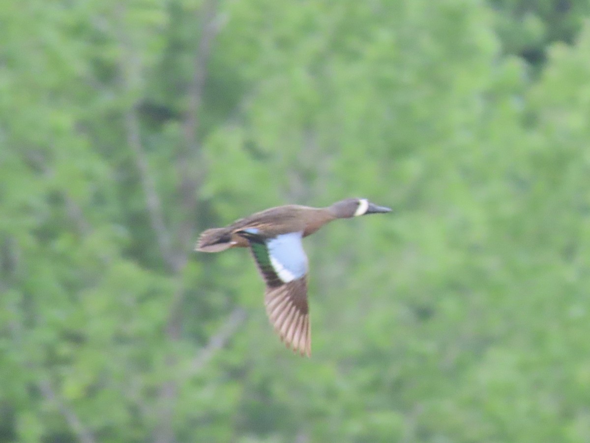 Blue-winged Teal - ML618379120