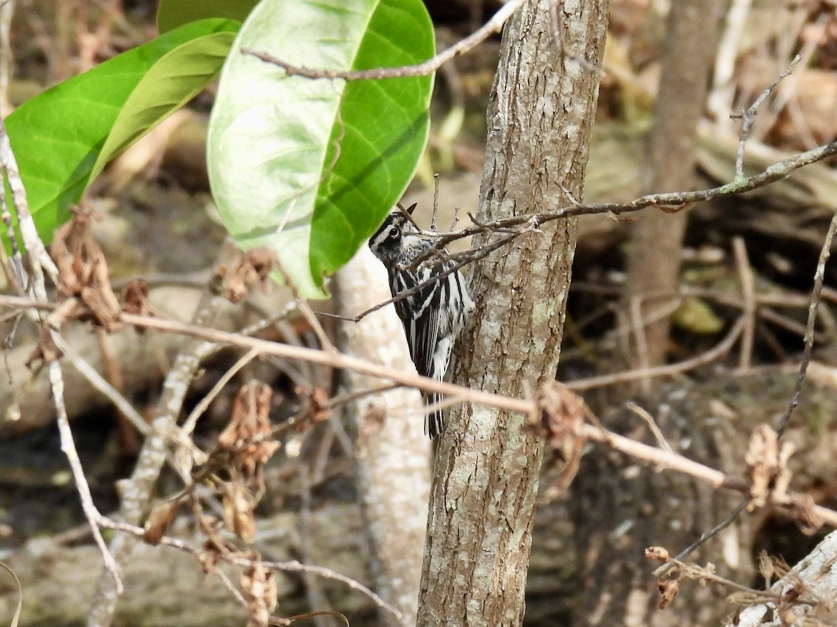 Black-and-white Warbler - ML618379133