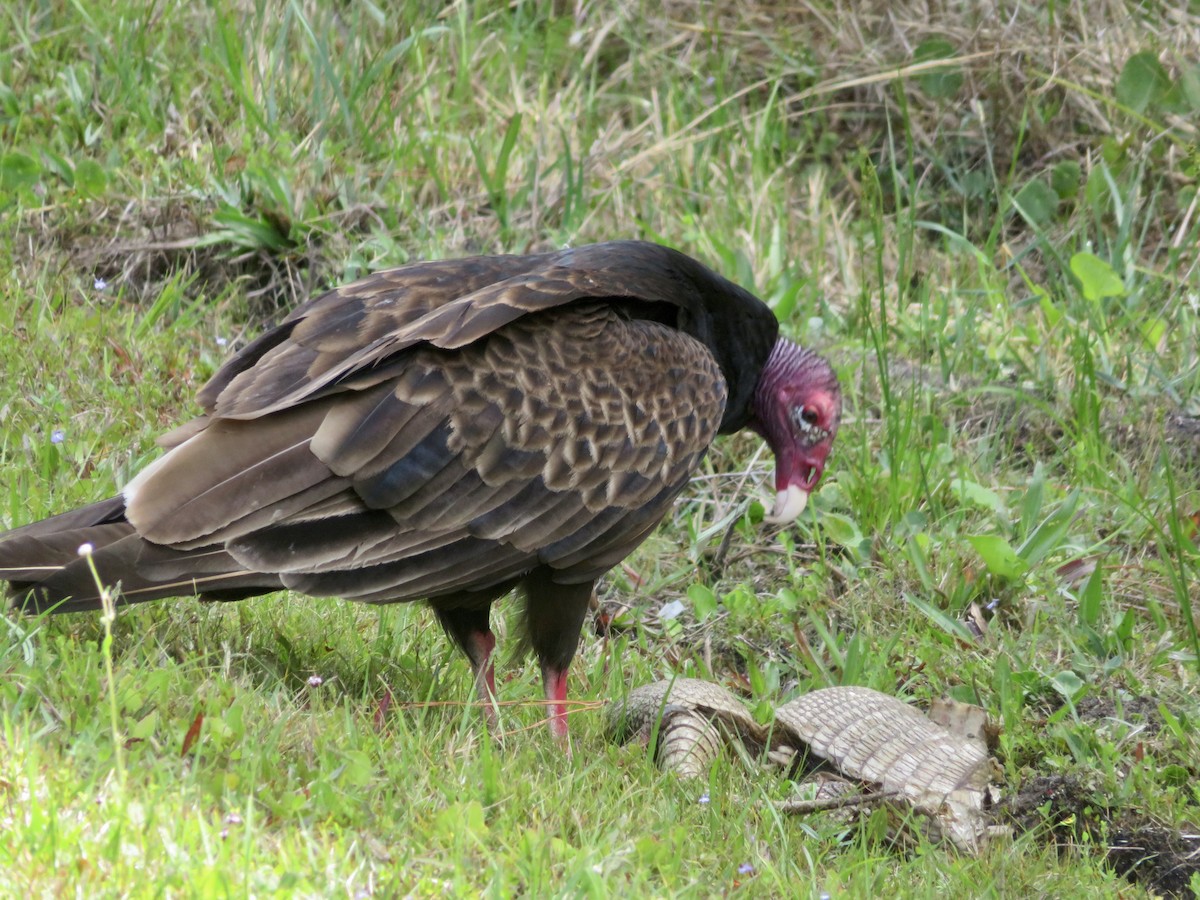 Turkey Vulture - ML618379159