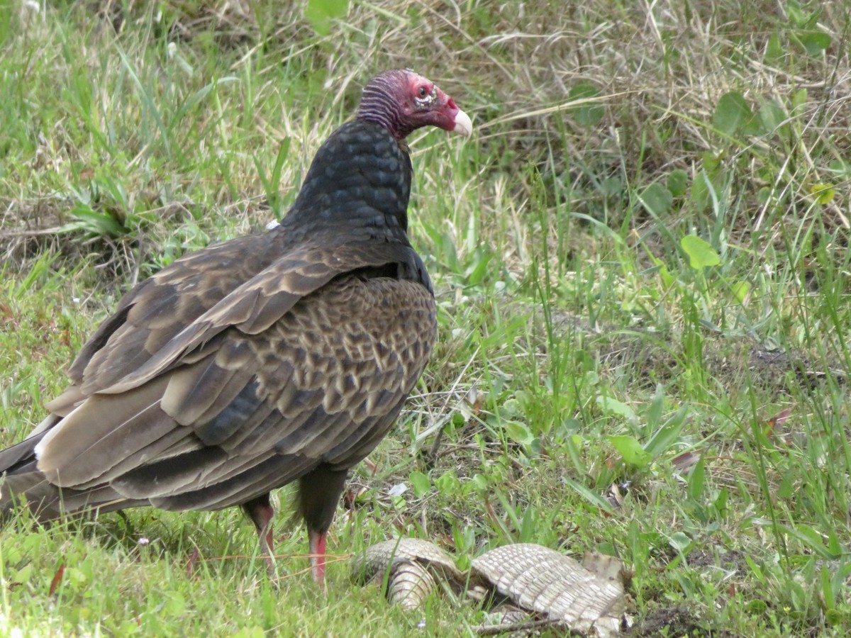 Turkey Vulture - ML618379160