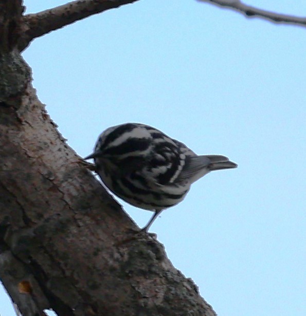 Black-and-white Warbler - ML618379179