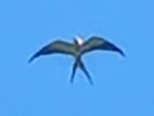 Swallow-tailed Kite - Benjamin Sweeney