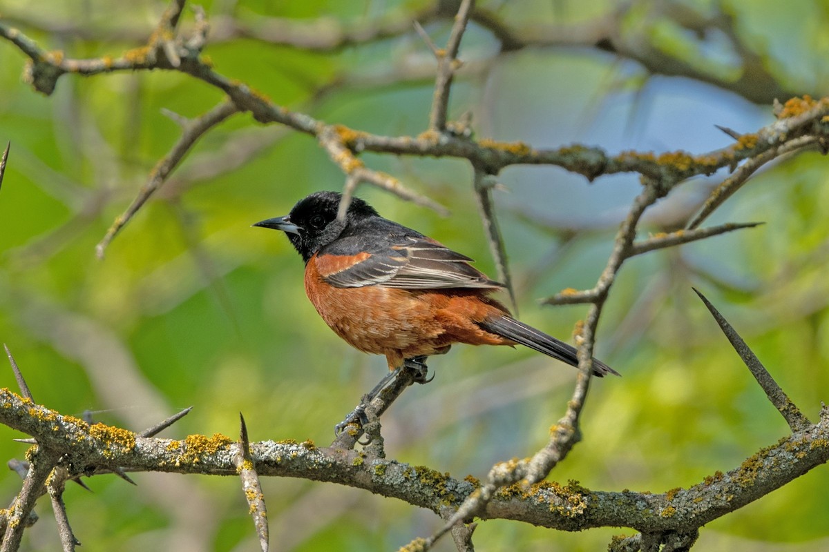 Orchard Oriole - ML618379203