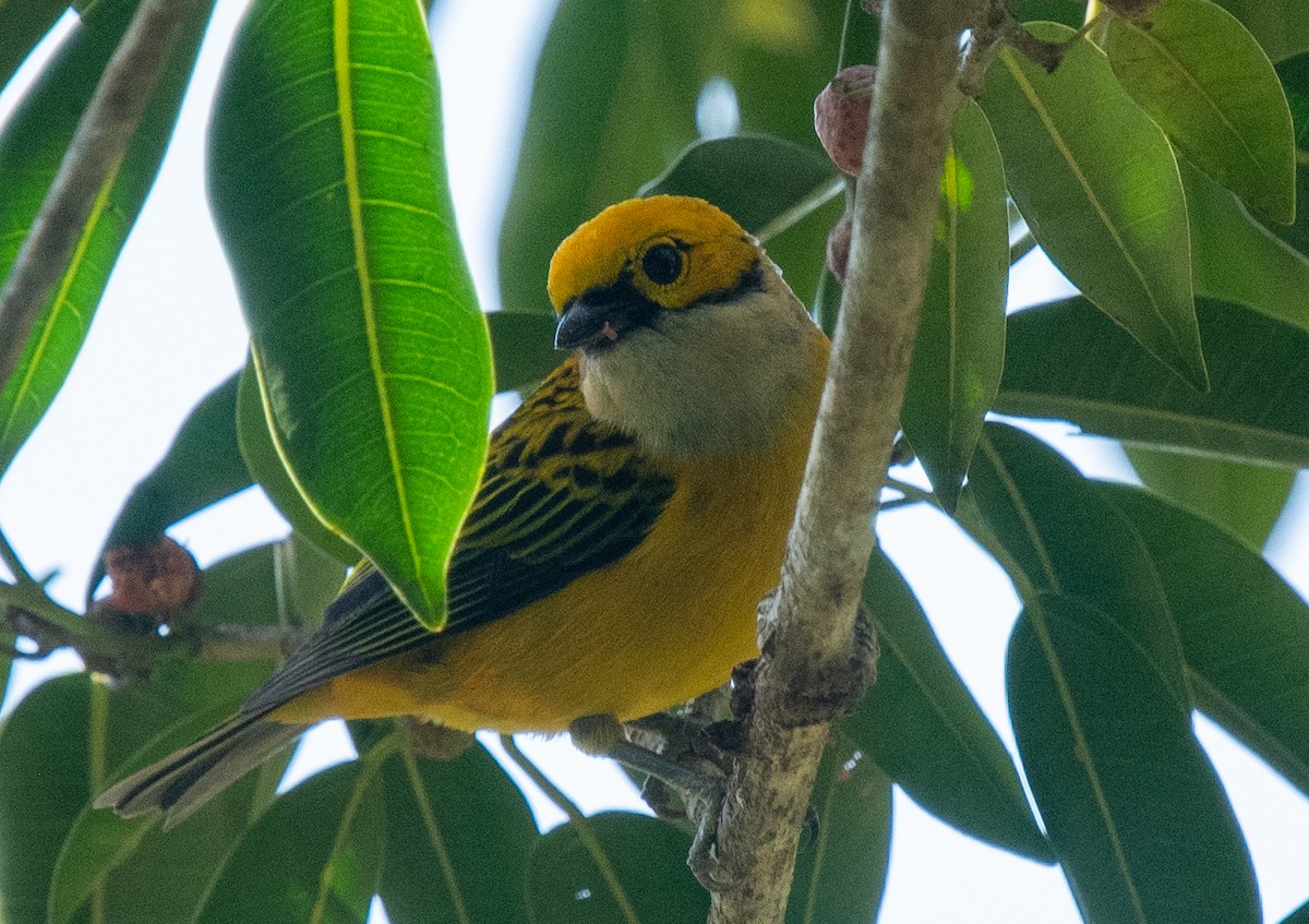 Silver-throated Tanager - ML618379208