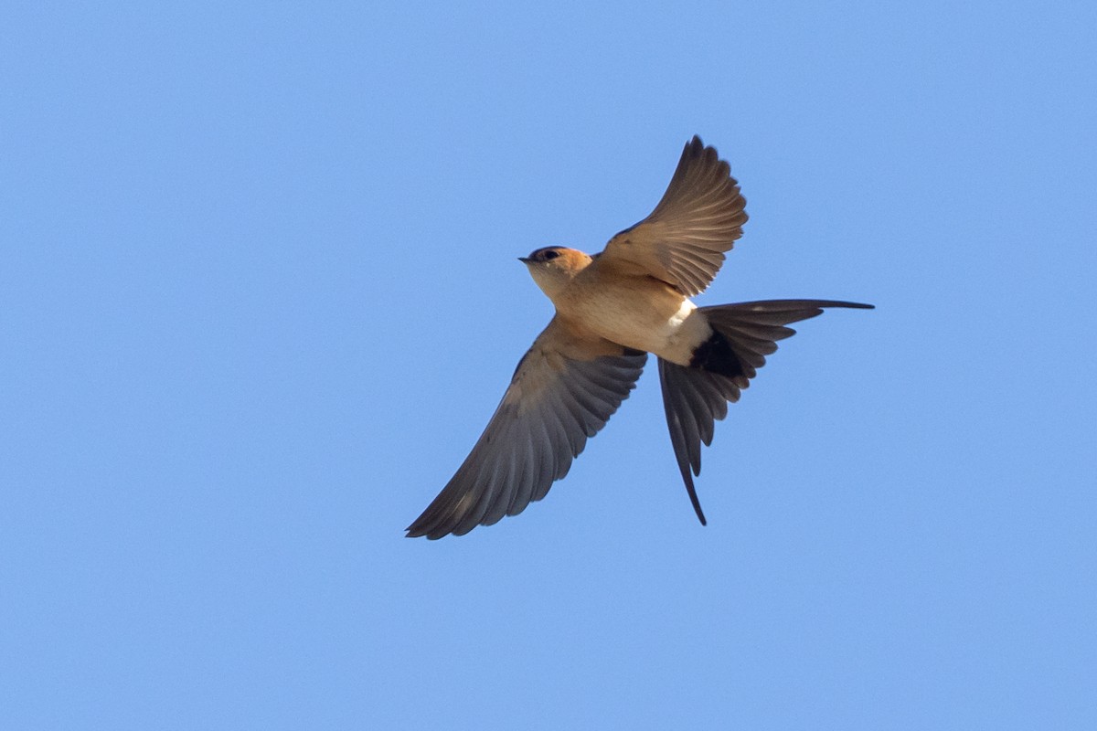 Red-rumped Swallow - ML618379217