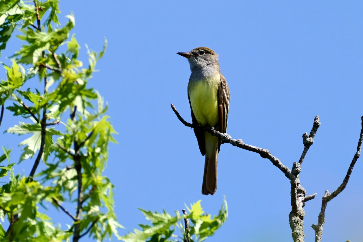 Great Crested Flycatcher - ML618379223