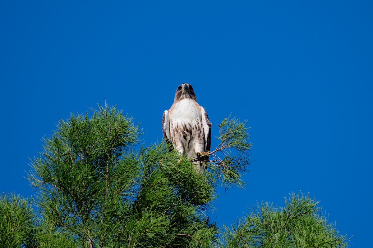 Red-tailed Hawk - ML618379305