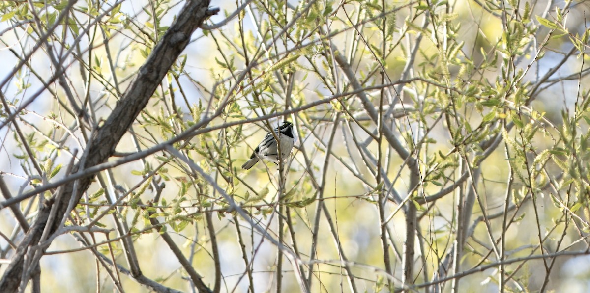 Black-throated Gray Warbler - ML618379307