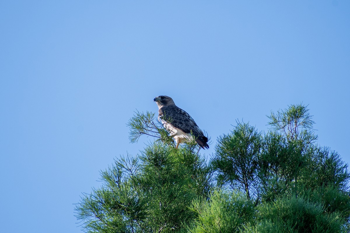 Red-tailed Hawk - ML618379310