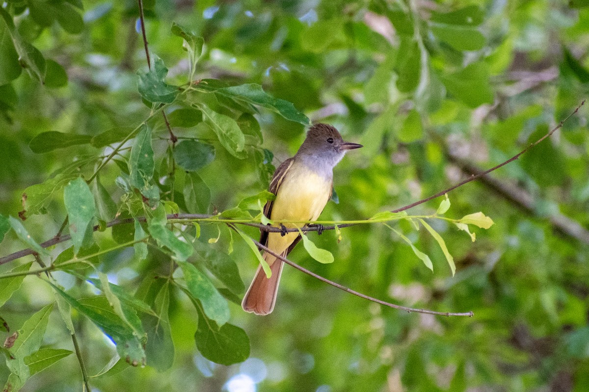 Great Crested Flycatcher - ML618379313