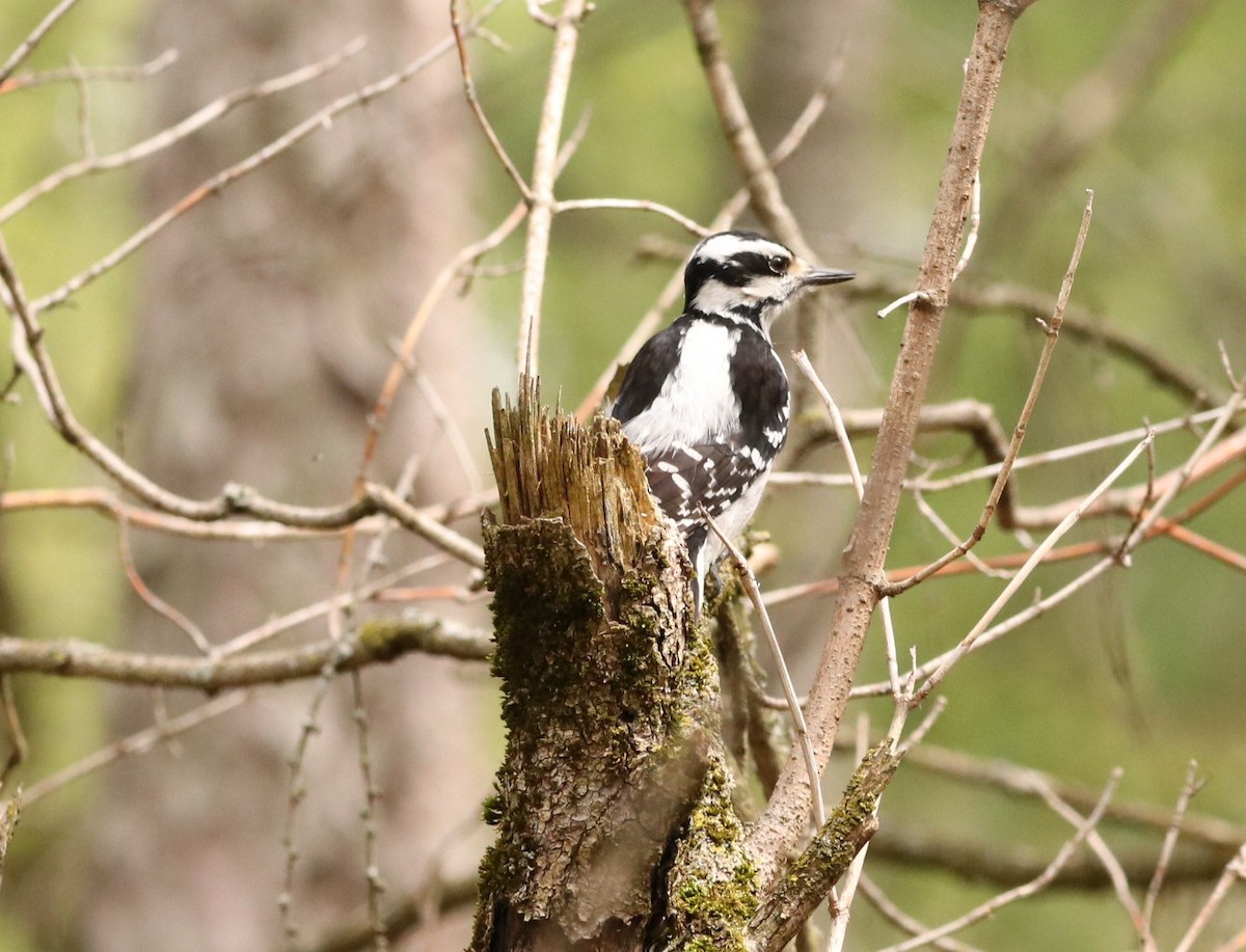 Hairy Woodpecker - Chris S