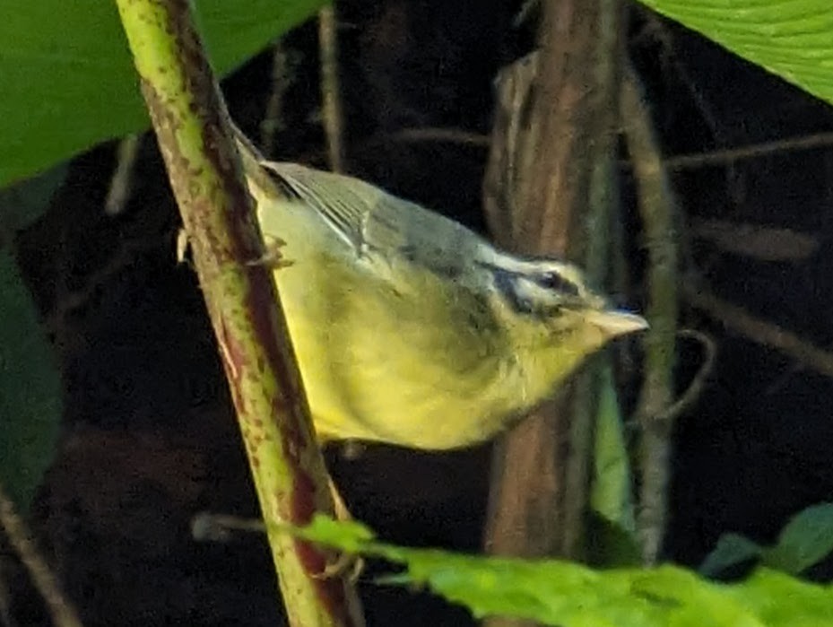Costa Rican Warbler - ML618379335