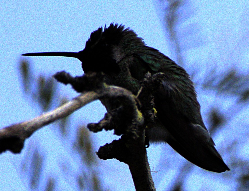 Costa's Hummingbird - ML618379345