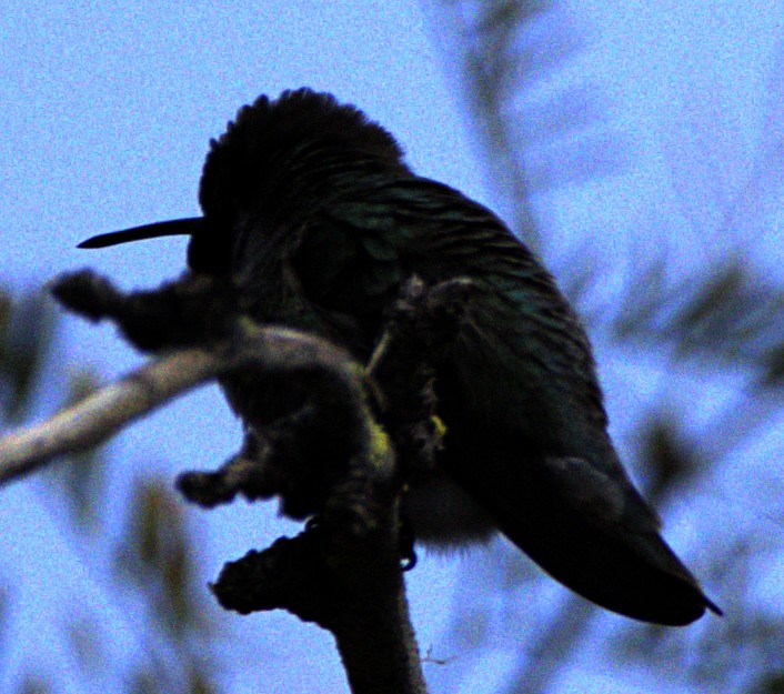 Costa's Hummingbird - ML618379346