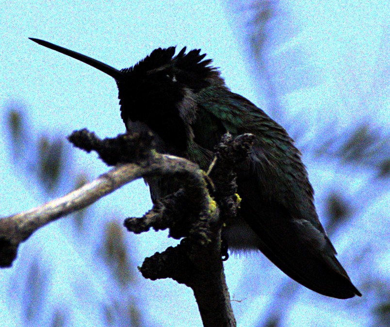 Costa's Hummingbird - Andrew Melnick
