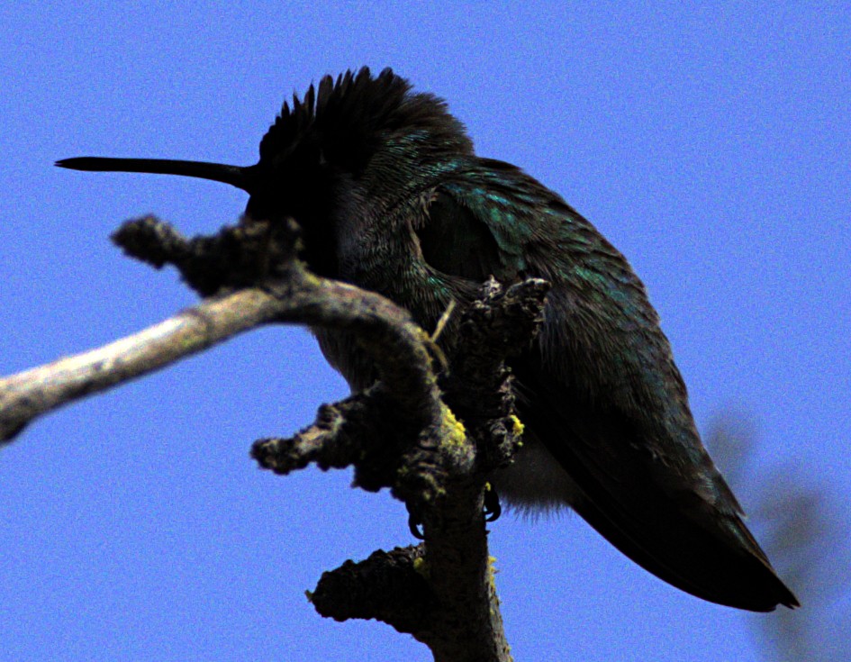 Costa's Hummingbird - ML618379348