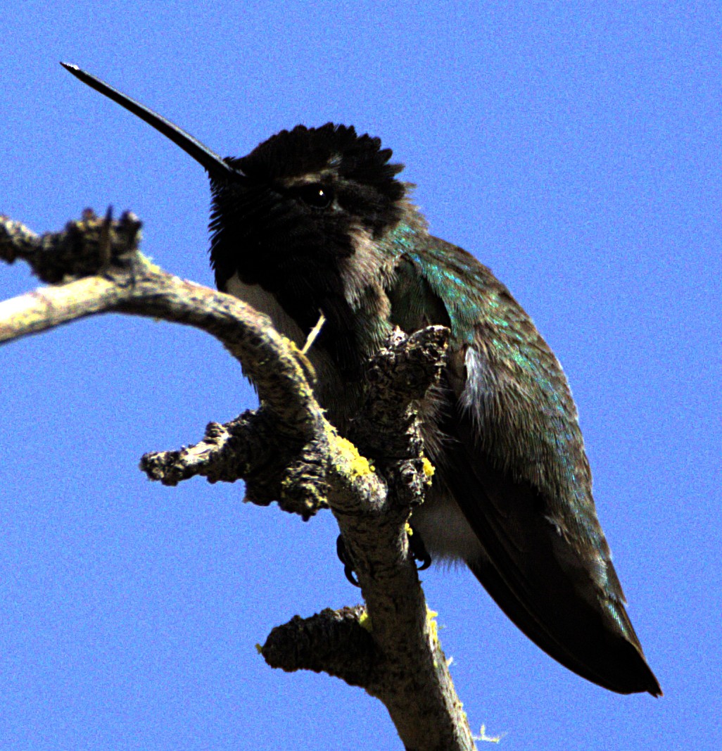 Costa's Hummingbird - ML618379349