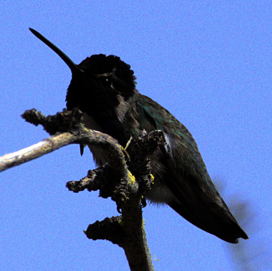Costa's Hummingbird - ML618379350