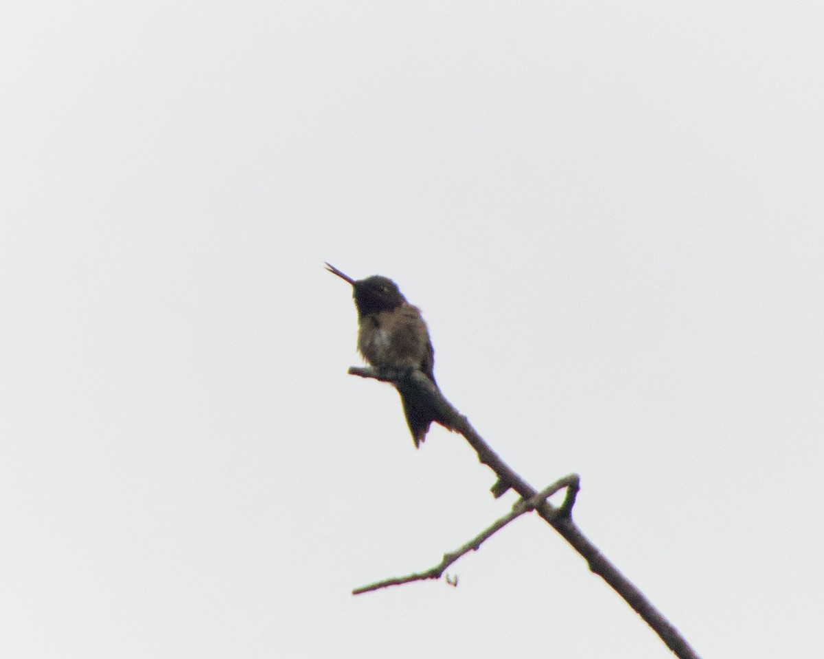 Yakut Boğazlı Kolibri - ML618379356
