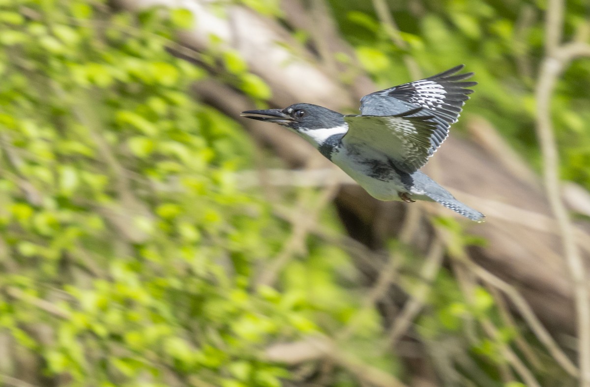 Belted Kingfisher - ML618379357