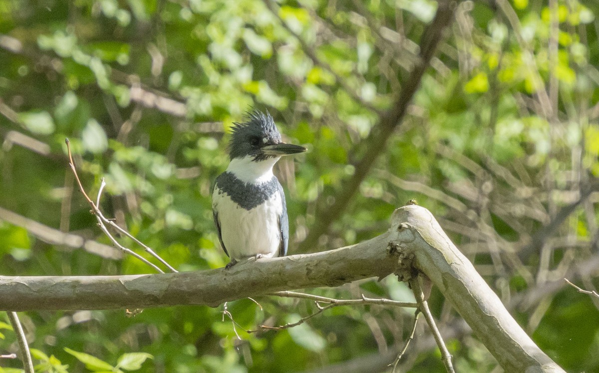 Belted Kingfisher - ML618379358