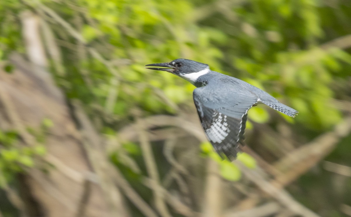 Belted Kingfisher - ML618379359