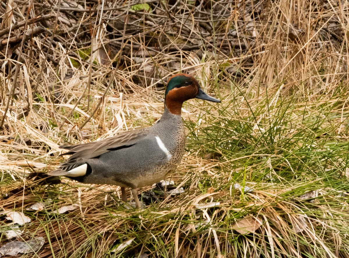 Green-winged Teal - ML618379370