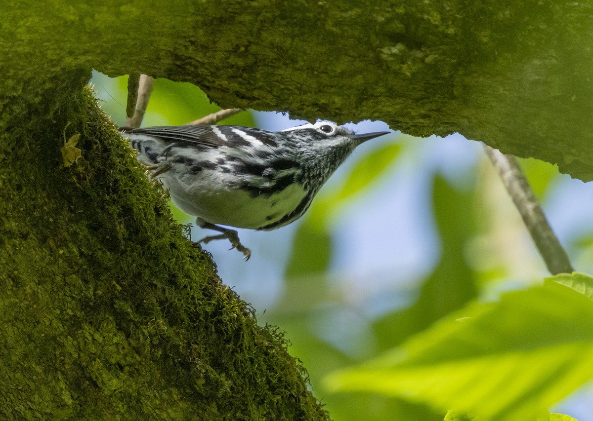 Black-and-white Warbler - ML618379392