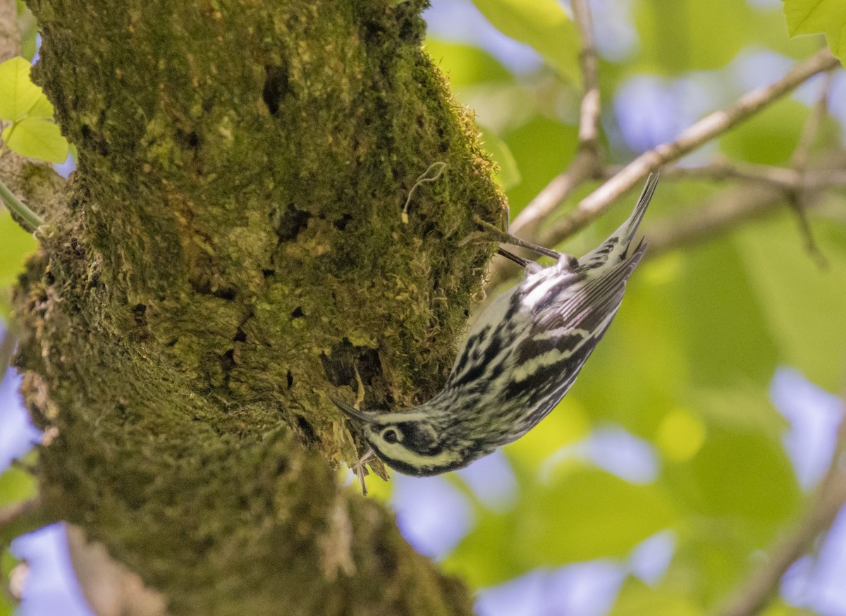 Black-and-white Warbler - ML618379393